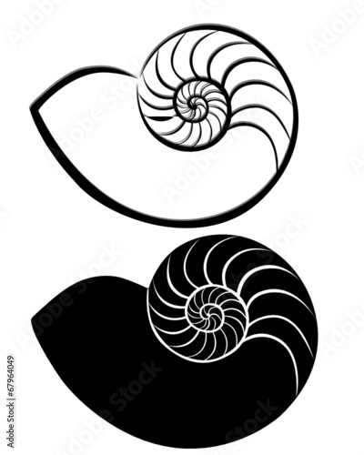 shell  seashells