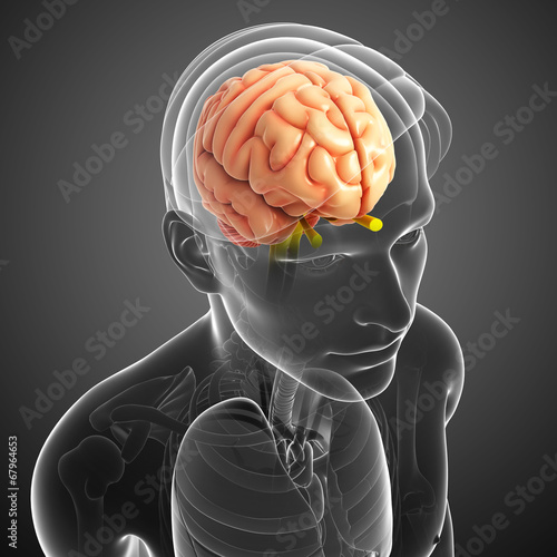 Human brain antomy photo