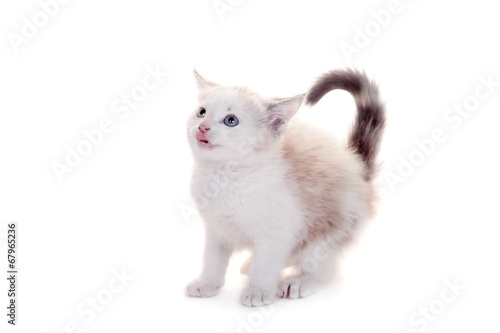 Small kitten on white