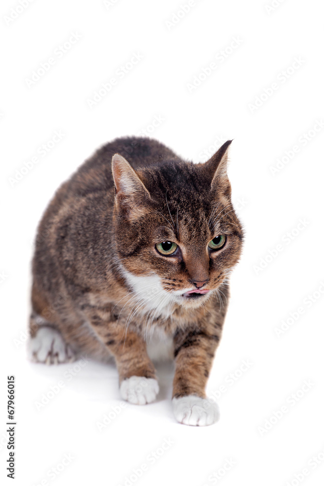 Obraz premium Thin adult tabby cat