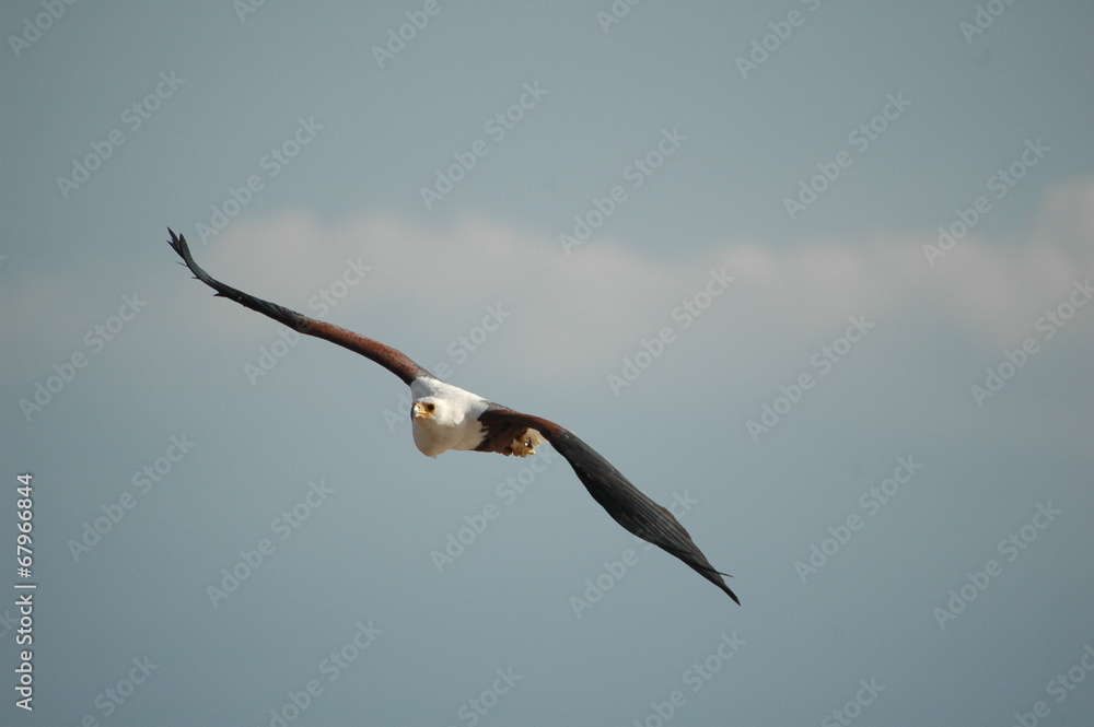 Fish eagle attacks fish at Naivasha Lake, Kenya Fish eagle attacks fish at Naivasha Lake, Kenya