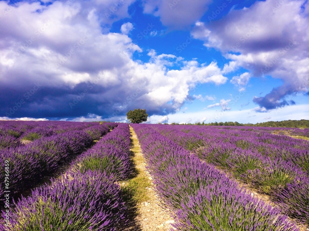 Fototapeta premium lavender in tje landscape