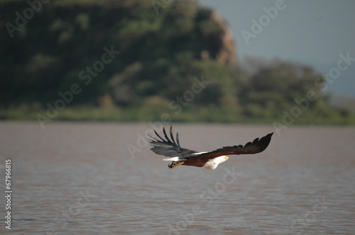 Fish eagle attacks fish at Naivasha Lake, Kenya