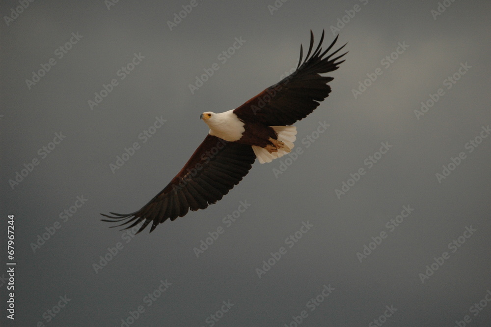 Fototapeta premium Fish eagle attacks fish at Naivasha Lake, Kenya