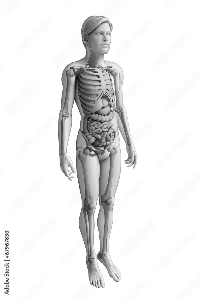 Digestive system of male anatomy