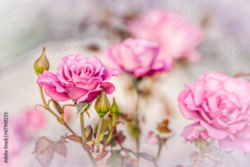 Pink Roses