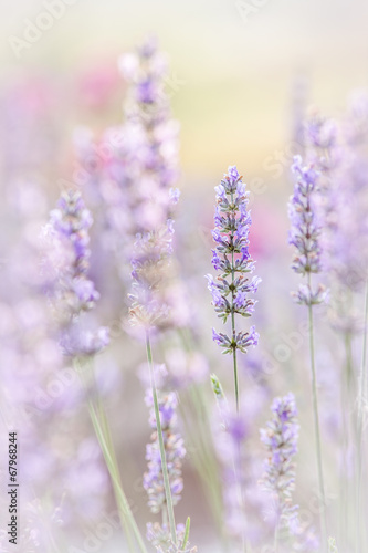Lavender © Philip Steury