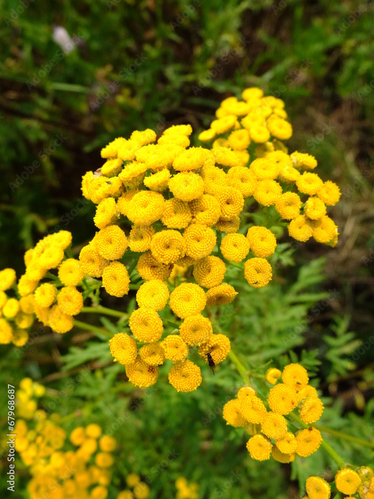 Yellow flowers in the meadow Yellow flowers in the meadow
