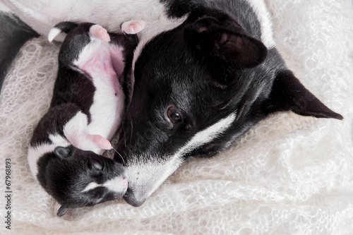 Newborn basenji puppy with mother © Farinoza