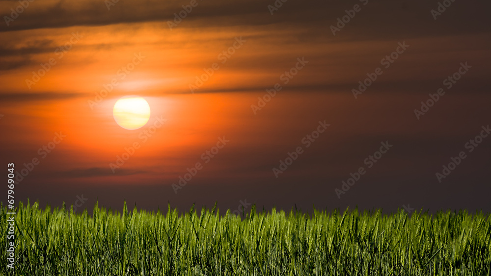 Grass field under an orange dawn sky