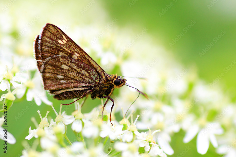 Japanese swift butterfly (Thoressa varia) in Hokkaido, Japan Japanese swift butterfly (Thoressa varia) in Hokkaido, Japan