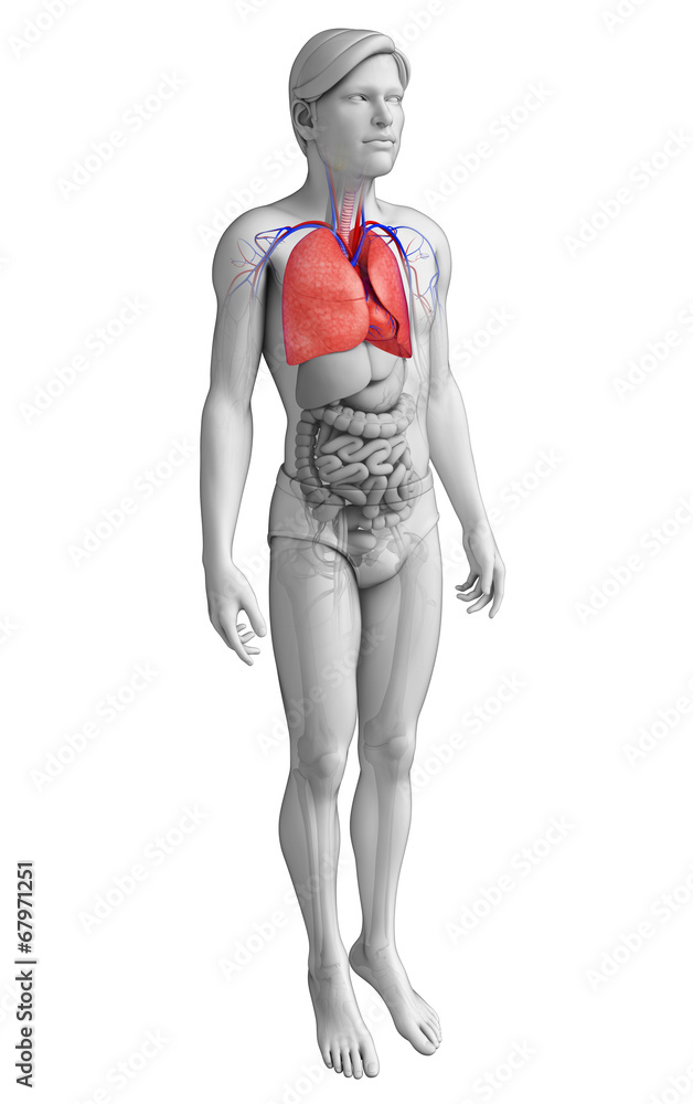 Male lungs anatomy