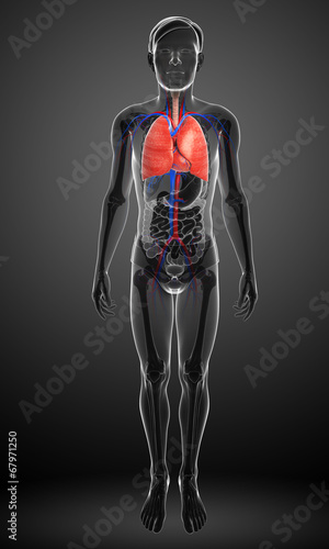 Male lungs anatomy