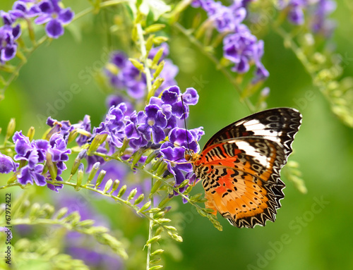 Butterfly on a violet flower #67972422
