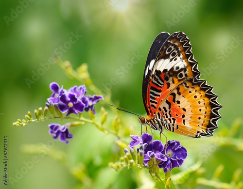 Butterfly on a violet flower #67972434