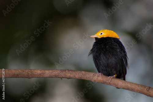 Golden-headed Manakin photo