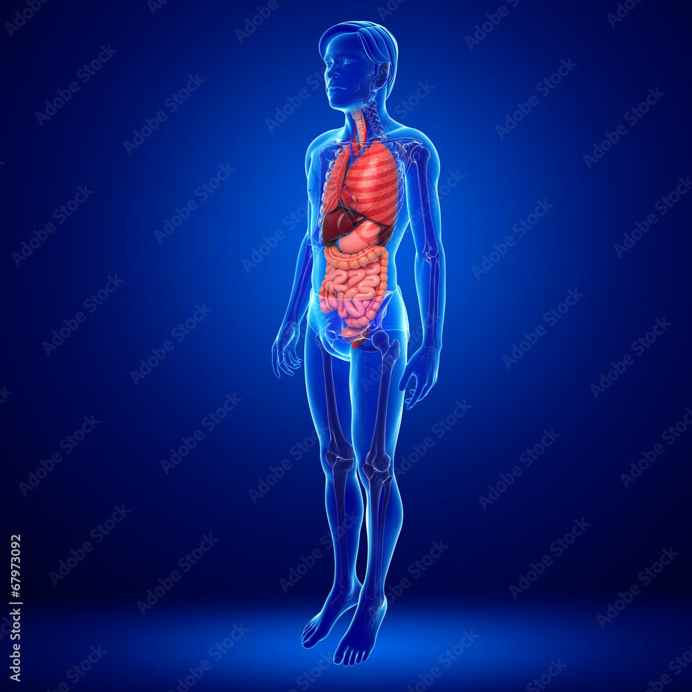 Digestive system of male body Digestive system of male body