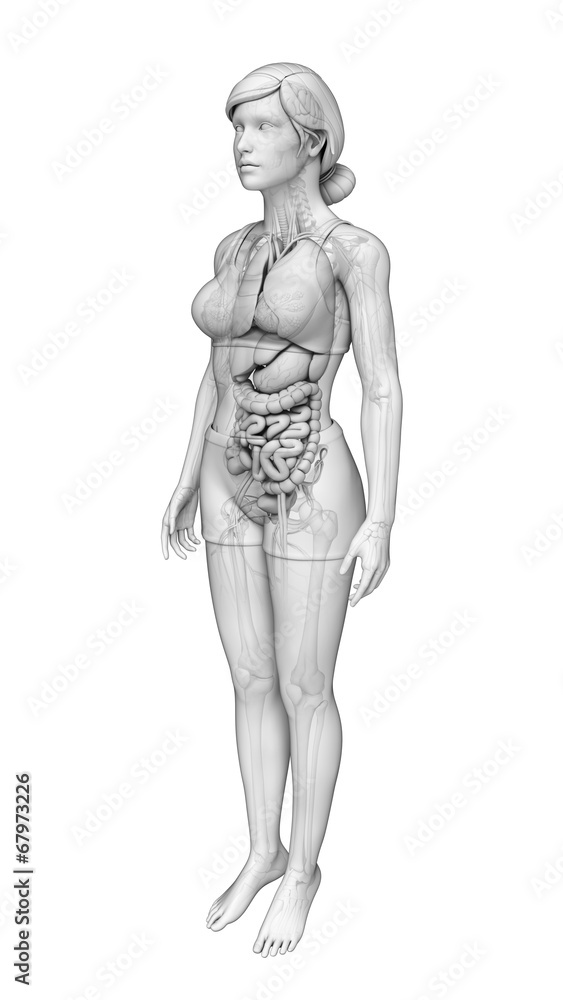 Digestive system of female anatomy Digestive system of female anatomy