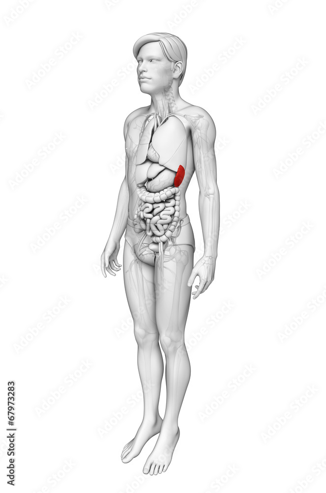 Male spleen anatomy