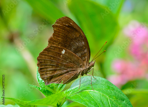 side view of brown butterfly hanging on green leaf