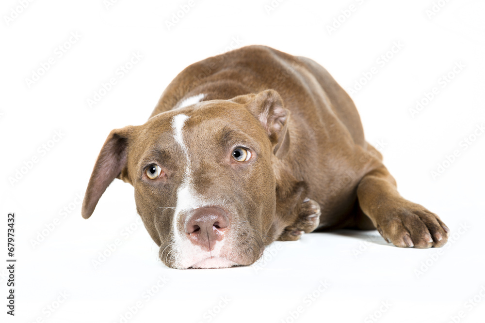 Obraz premium Lazy Dog Isolated on White