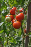 Tomaten, Solanum lycopersicum