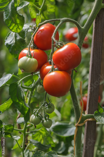 Foto Tomaten, Solanum lycopersicum