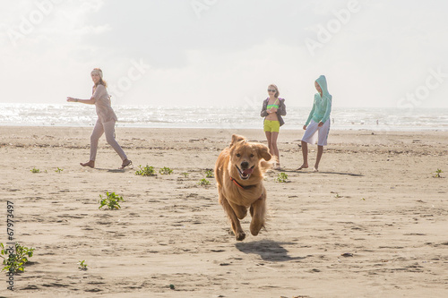 dog running at the beach photo