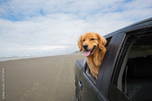 dog drive at the beach