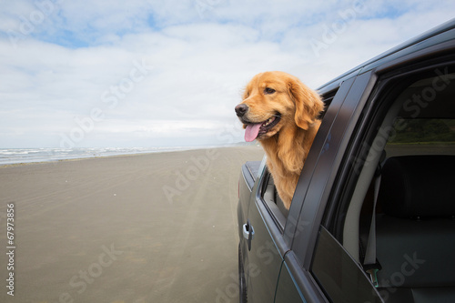happy dog on a drive at the beach