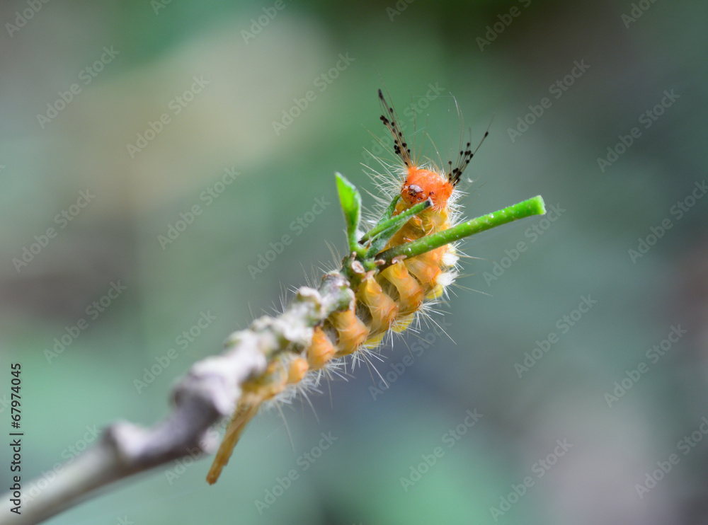 orange caterpillar eating leaves on tree branch