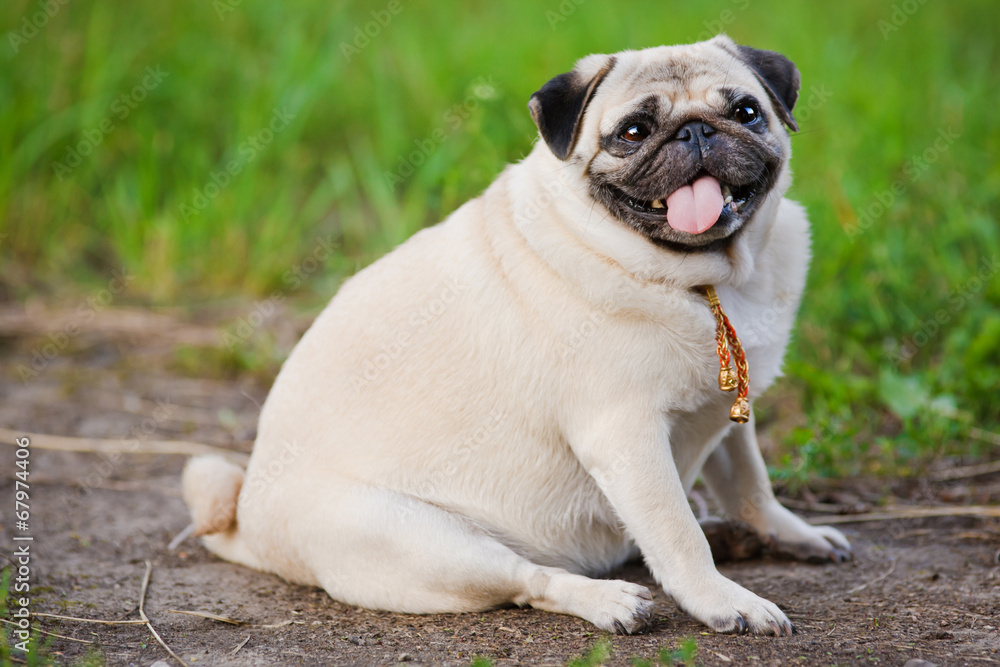 Little fat pug