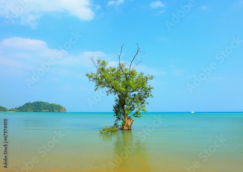Mangrove tree, Thailand
