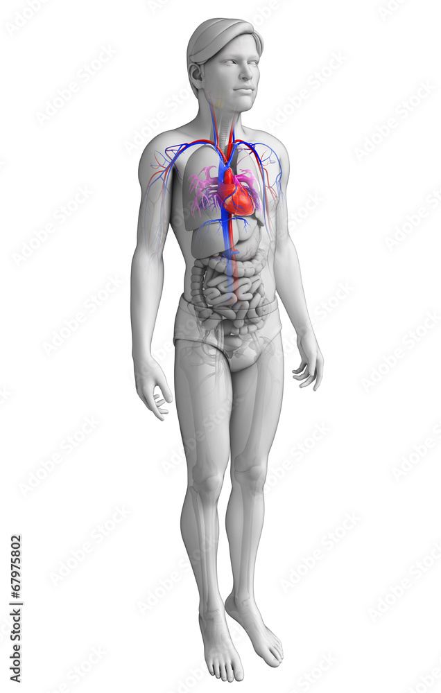 Male heart anatomy