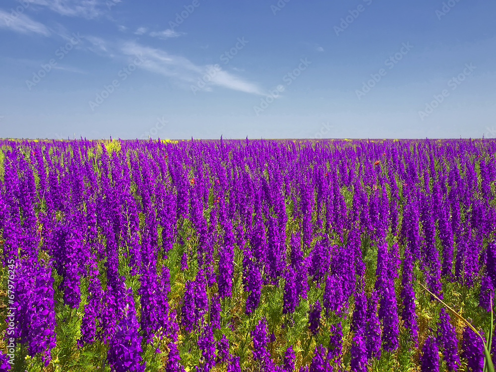 Field with flowers. Beautiful natural landscape