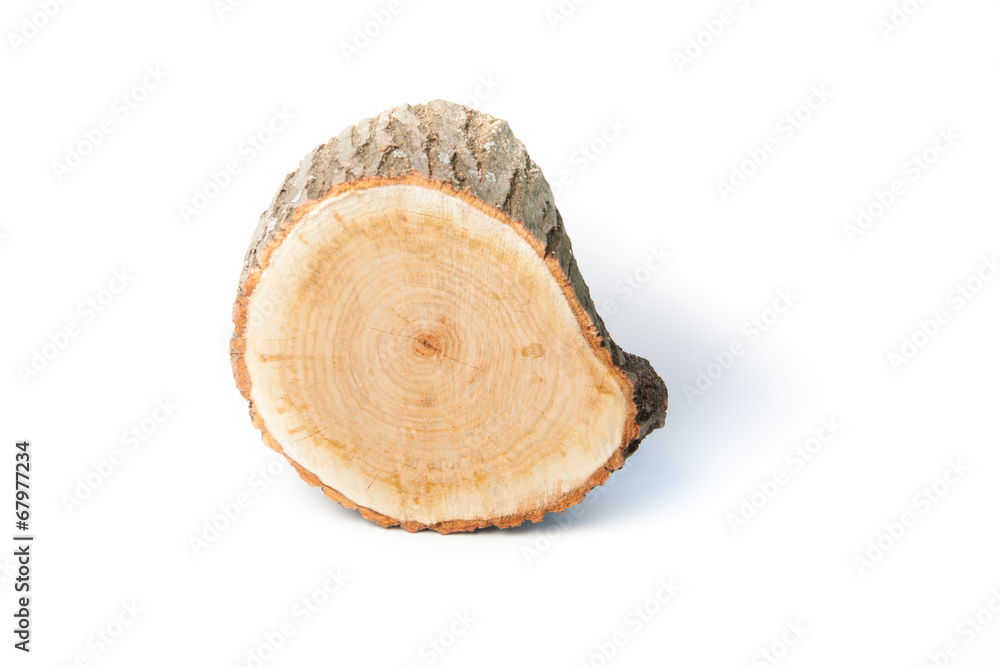 Tree stump on white background Tree stump on white background