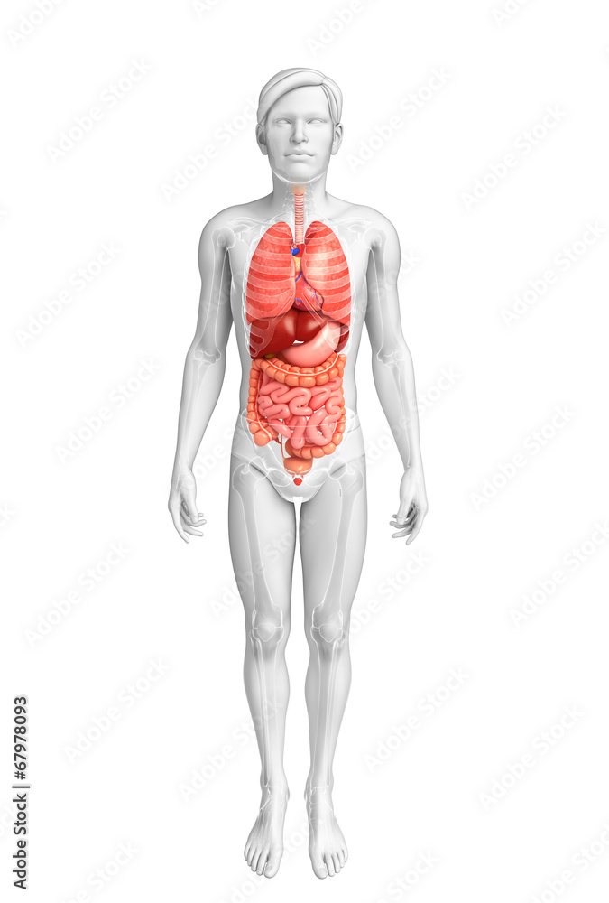 Digestive system of male body