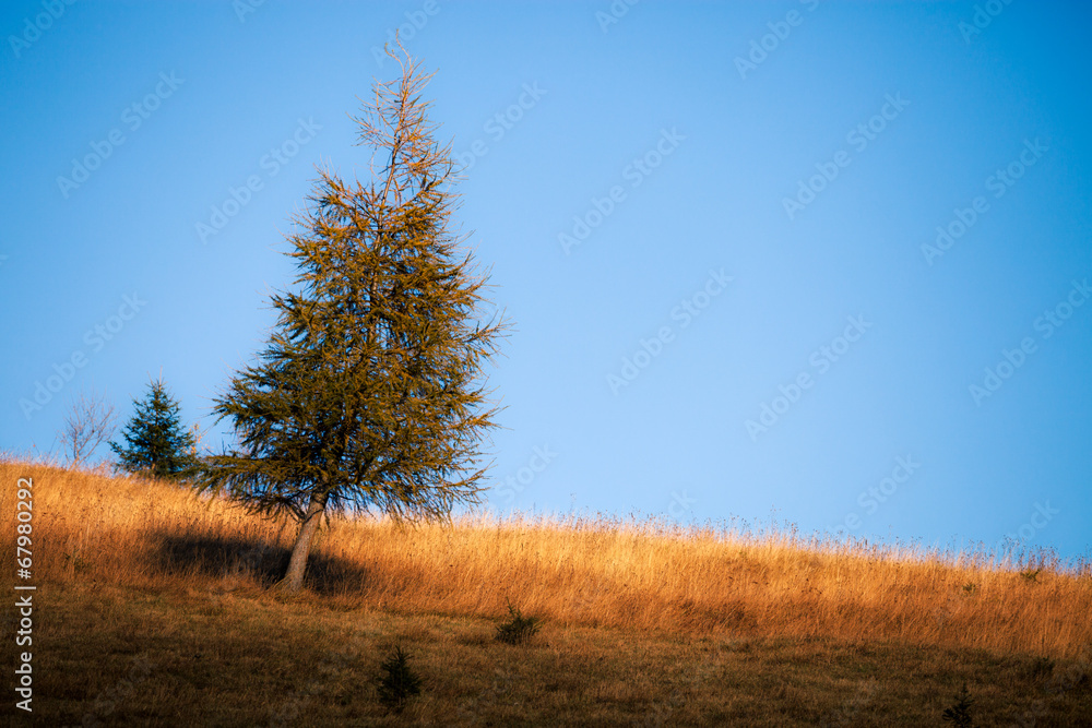 Autumn lonely tree on the mountain hills Autumn lonely tree on the mountain hills