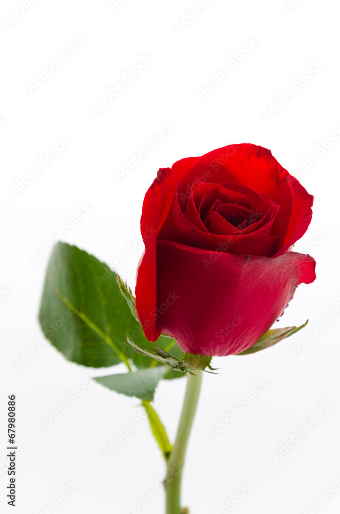 Red rose Red rose