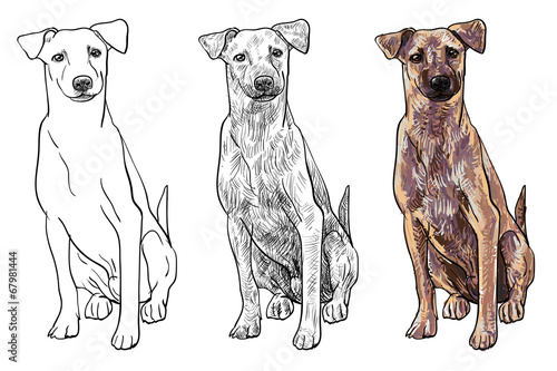Sitting brown dog