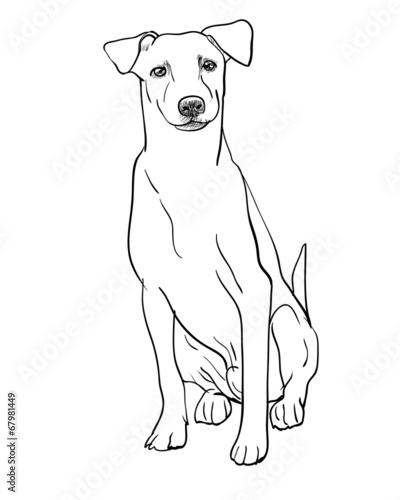 Sitting brown dog