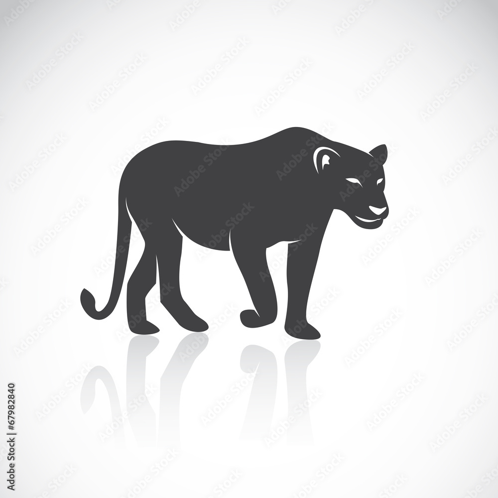 Obraz premium Vector image of an female lion