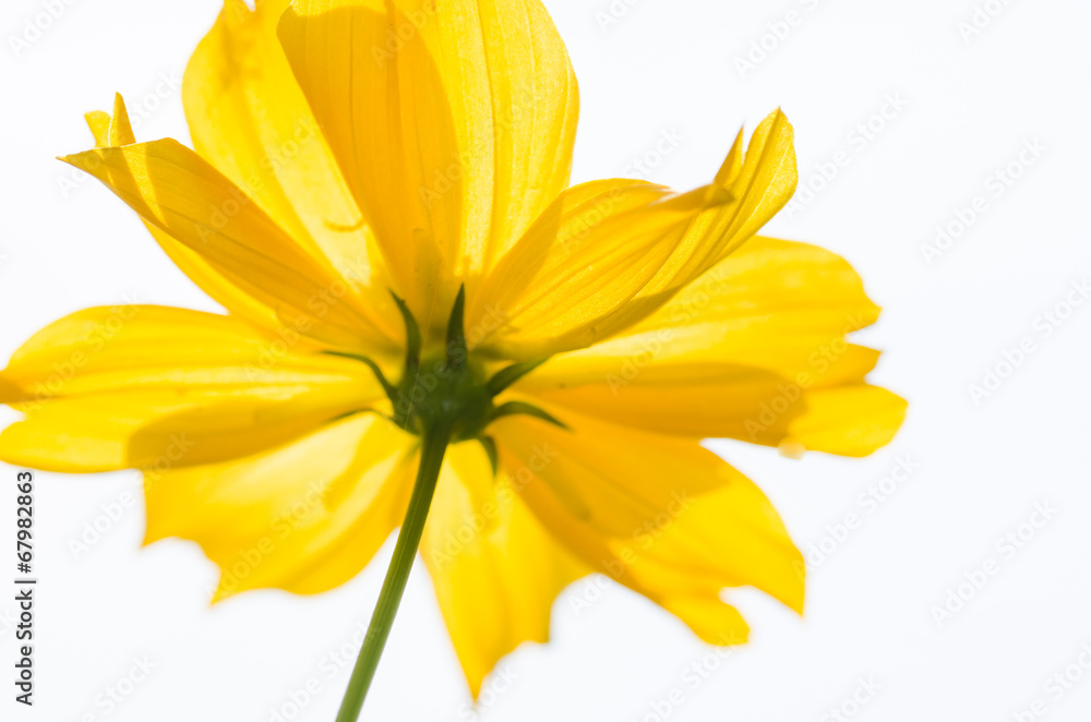 Cosmos sulphureus flower Cosmos sulphureus flower