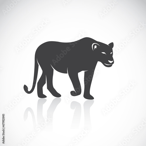 Vector image of an female lion