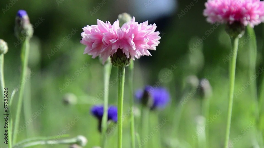 Swaying pink cornflowers person gardening in background Swaying pink cornflowers person gardening in background
