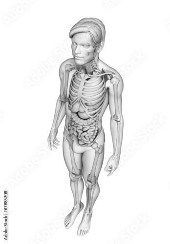 Digestive system of male anatomy