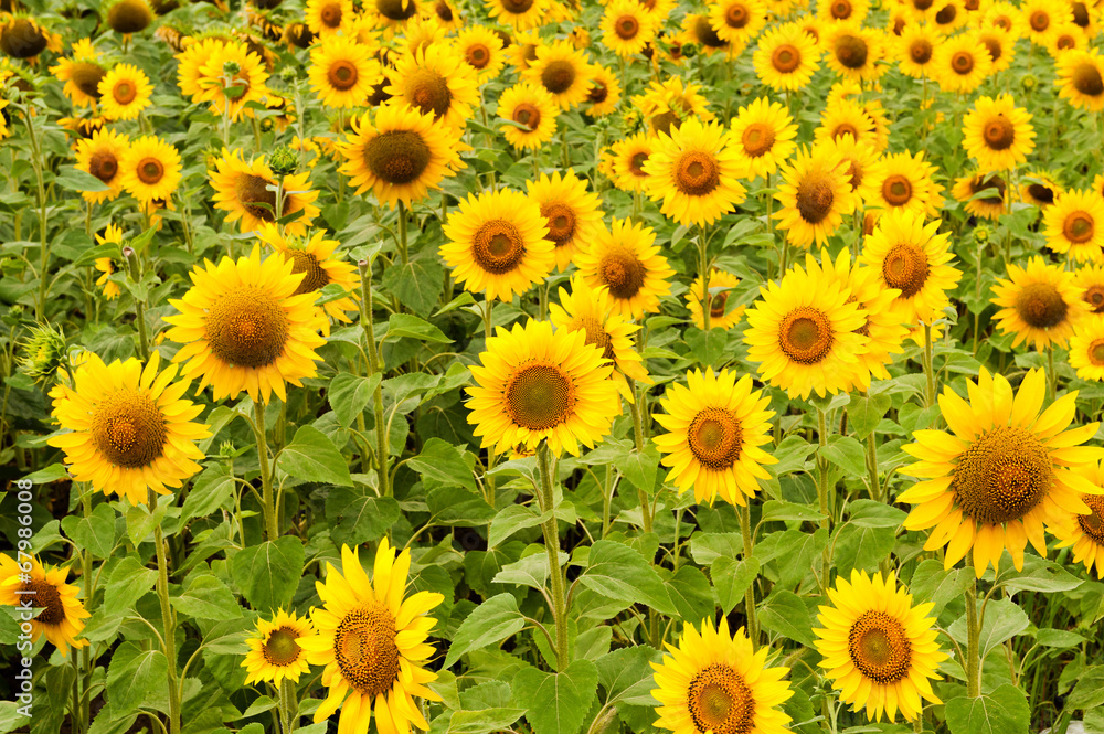 Sunflowers Sunflowers