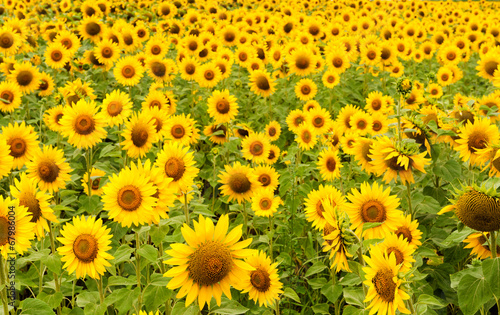 Open sunflowers