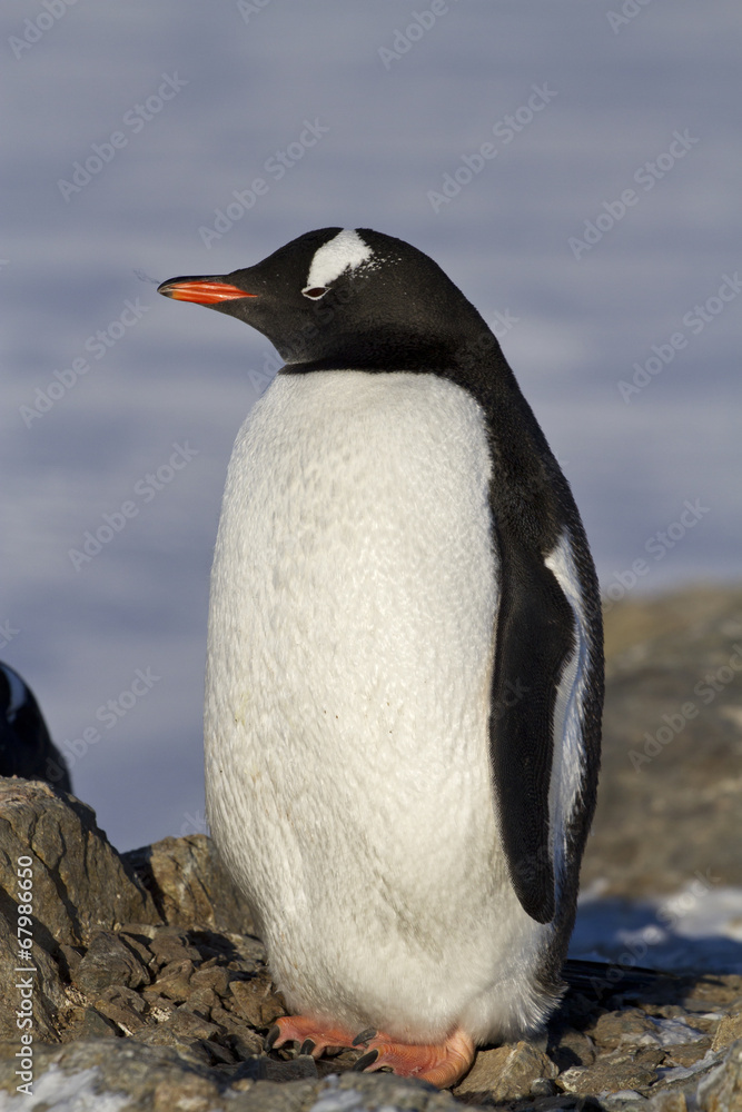 Naklejka premium Gentoo penguin which stands on rocks on a sunny spring day