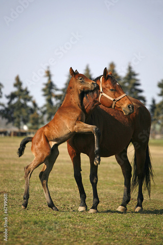 Foal jumping in sunny pasture land